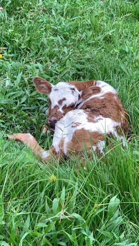 Ternera recién nacida en el campo photo