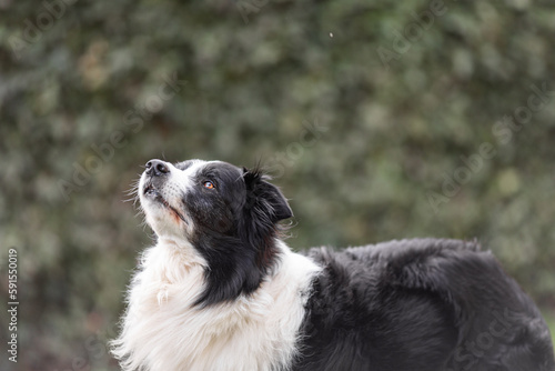 Senior healthy border collie portrait