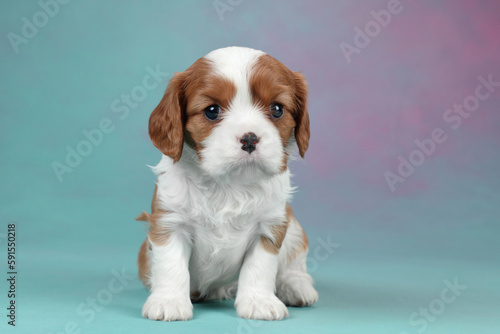 Cute little cavalier king charles spaniel puppy on colorful background