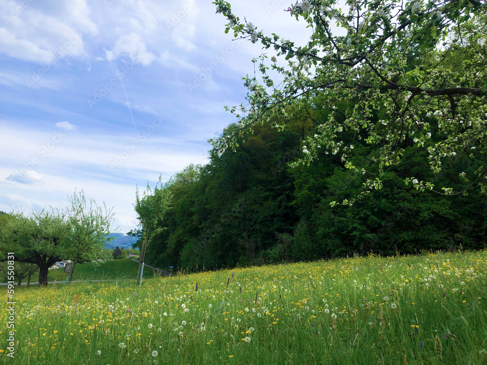 Countryside, green grass, dandelion, field, apple trees.