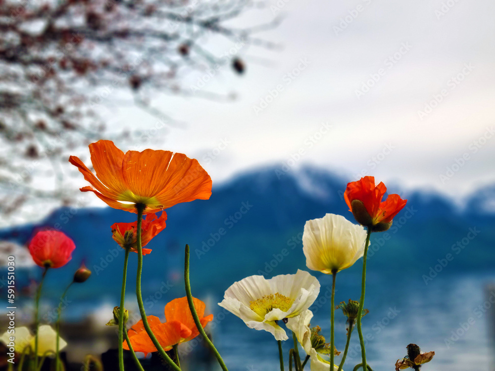 Obraz premium Red and yellow flowers on the embankment near the lake and the mountain. Green mountains, mountain lake.