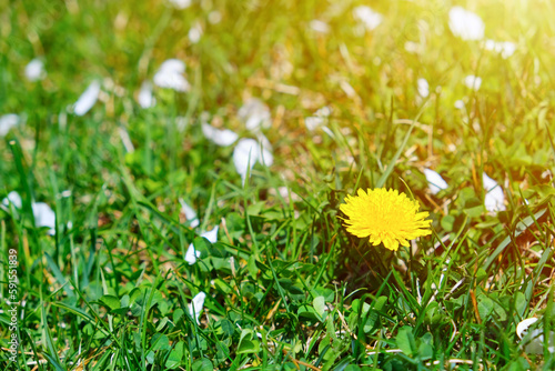 Yellow dandellion spring flower in green grass on medow ar lawn with fallen petals of blooming apple tree in sunlight. Natural springtime sunny background texture photo.