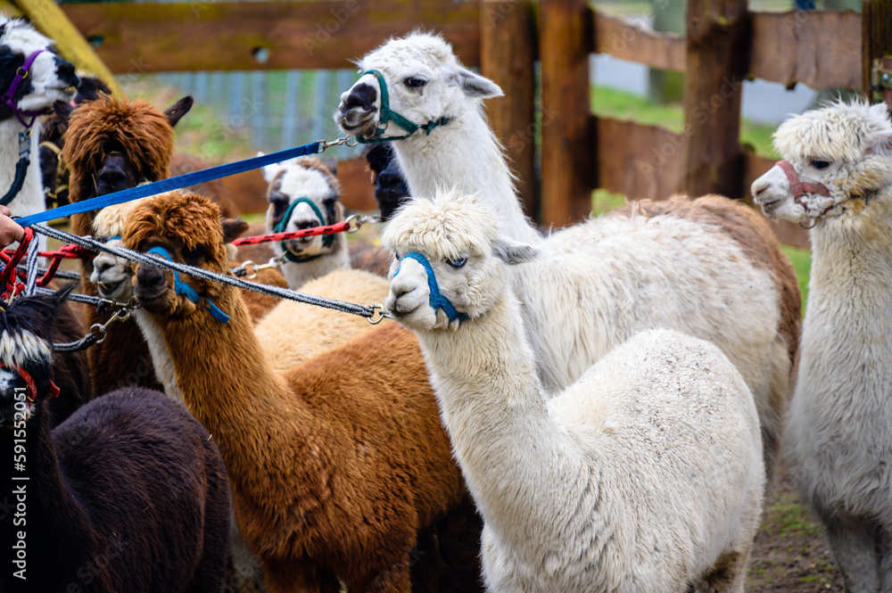 Obraz premium Group of alpacas on a leash