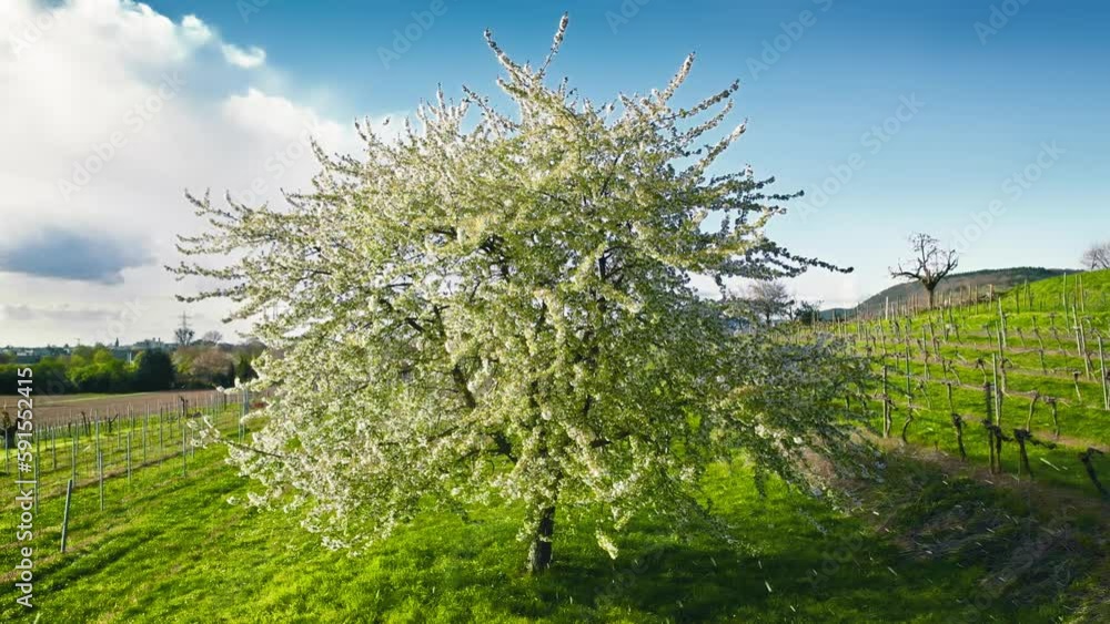 Cherry blossoms flying with the wind: a rural scenery with a green meadow and a beautiful tree full of blossoms gently moving in the breeze Cherry blossoms flying with the wind: a rural scenery with a green meadow and a beautiful tree full of blossoms gently moving in the breeze