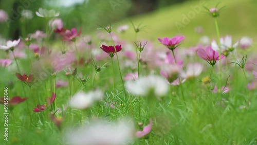 Landscape of colorful blossom flowers in the large field blowing with the wind. 