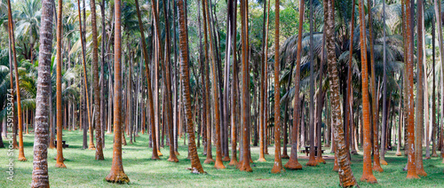 Eucalyptus forest on the island of Reunion, France
