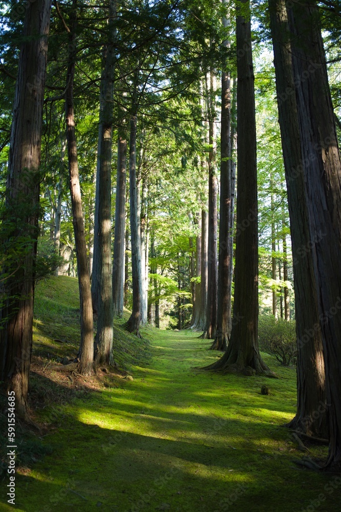 Obraz premium path in the forest