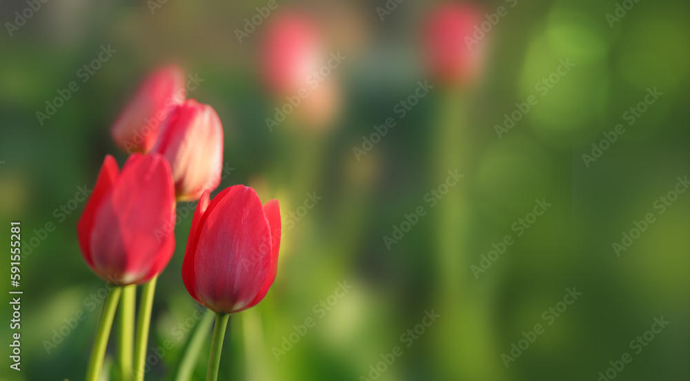 Springtime red tulip flowers in soft focus on natural spring background with bokeh.