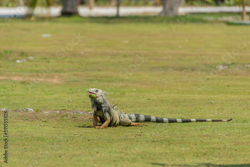 iguana on the grass