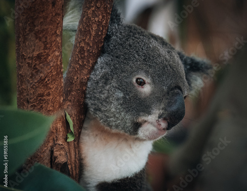 A wild Koala climbing a tree. soft focus. New South Wales, Victoria, Australia.