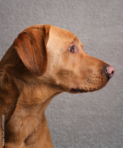Fox Red Labrador Side Profile