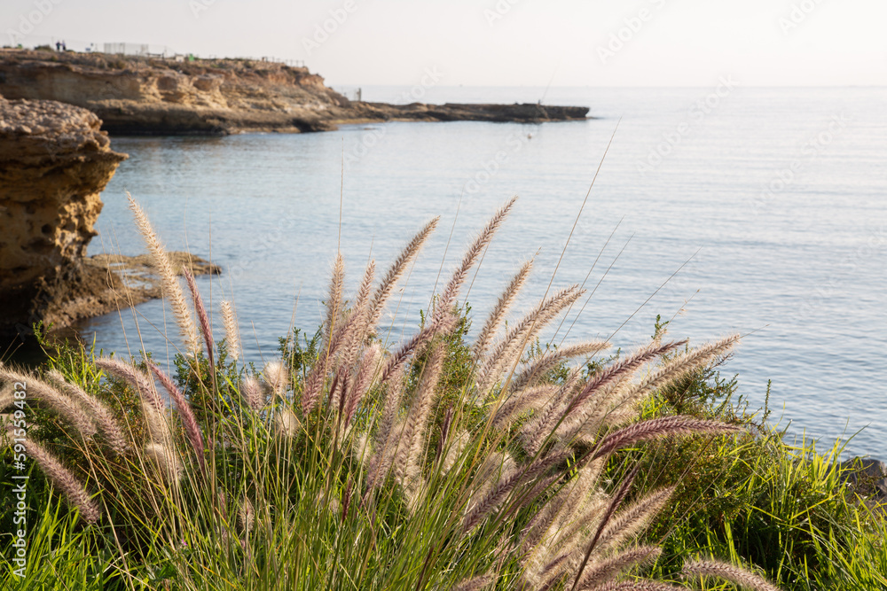 Grass on Headland with Sea at El Campello; Alicante; Spain