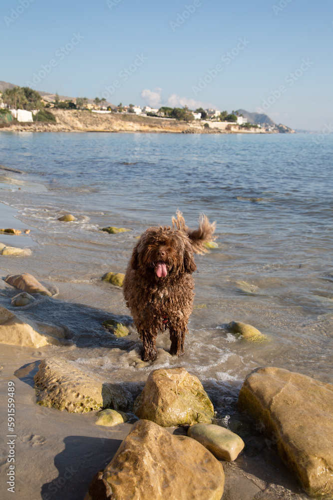 Spanish Water Dog on Almadrava Beach; El Campello; Alicante; Spain