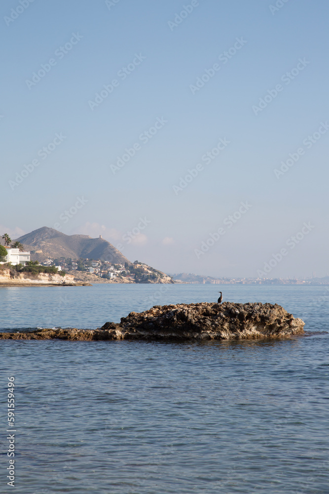 Gannet Bird on Rock; Almadrava Beach; El Campello; Alicante; Spain
