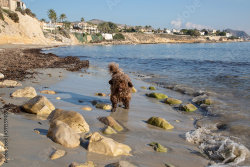 Obraz na płótnie Spanish Water Dog on Almadrava Beach; El Campello; Alicante; Spain w salonie