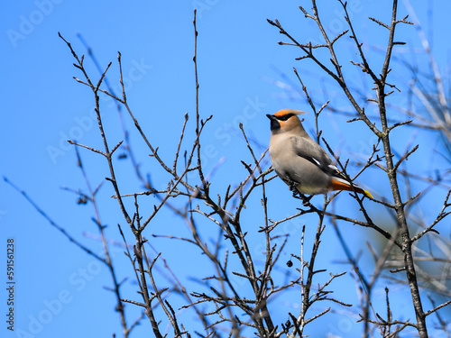 Bohemian Waxwing foraging on berries in early spring on blue sky