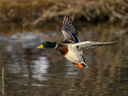 Male mallard landing on pond in early Spring