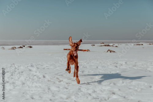 Red dog plays with stick in winter
