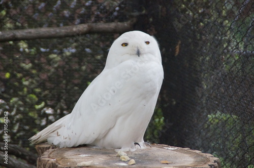 sleepy owl at the zoo