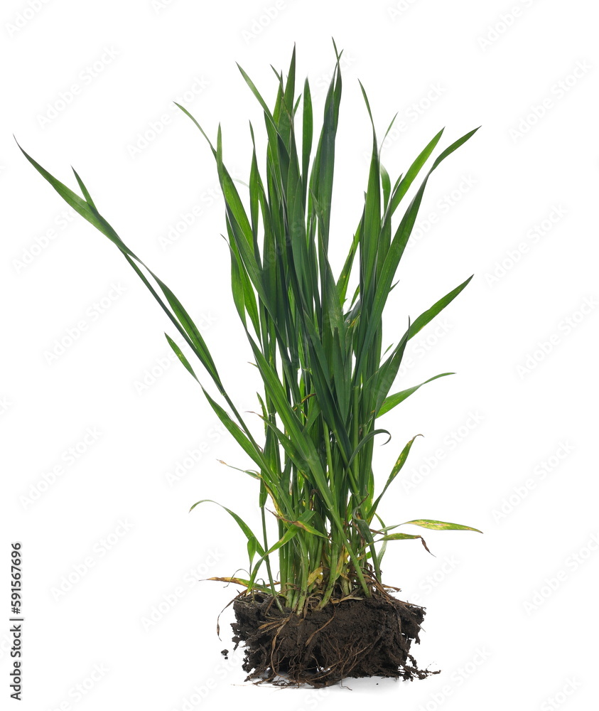 Green spring young wheat with soil isolated on white, side view Green spring young wheat with soil isolated on white, side view
