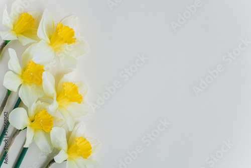 Beautiful flowers of yellow daffodil (narcissus) on a light yellow background.