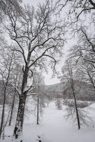 Snowy park in Lithuania © Henadz