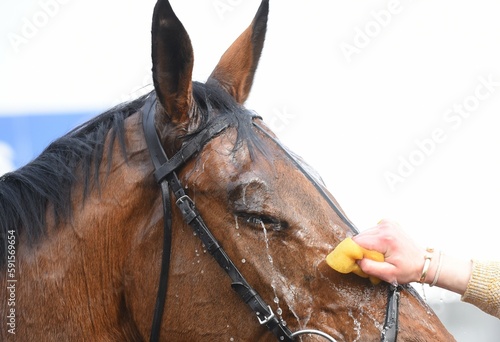Racehorse having face and eye wiped with wet sponge and water