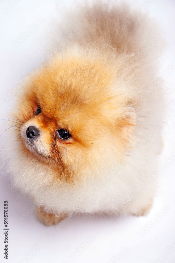 Pomeranian dog isolated on white background. Studio shot Pomeranian dog isolated on white background. Studio shot