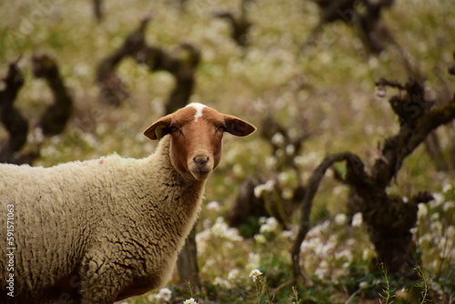 Un désherbant naturel : le mouton photo