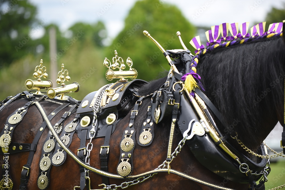 Shire horse traditional tack, brasses and leather harness Stock Photo