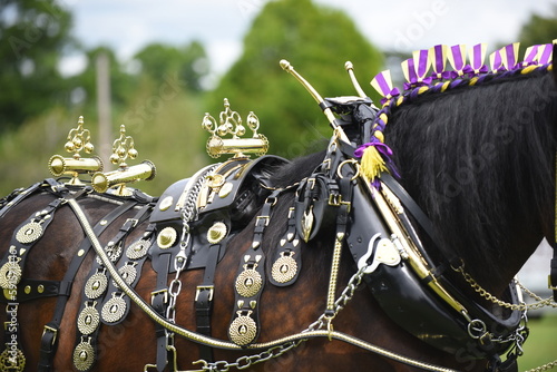 Shire horse traditional tack, brasses and leather harness photo