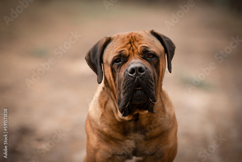 South African Boerboel mastiff dog detail of head