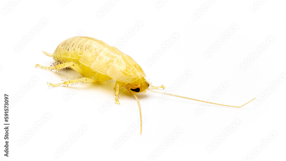 Florida wood cockroach Eurycotis floridana It is often referred to