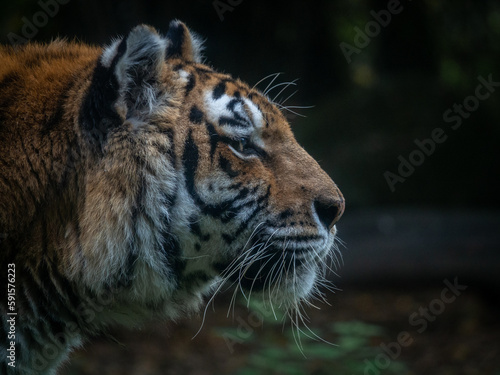 Close-up of a tiger's head photo