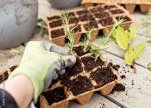 Propagating small rosemary cuttings plants in biodegradable peat moss pots tray. Zero waste, recycling and plastic free gardening concept. Eco sustainable lifestyle