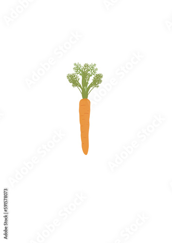 illustration of a carrot with top, hand drawn vegetable, isolated image.