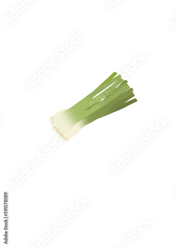 Spring onions  leek vegetable minimalist illustration  isolated image.