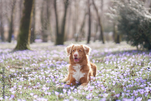 dog in crocus flowers. Pet in nature park, outdoors. close-up, pink nose