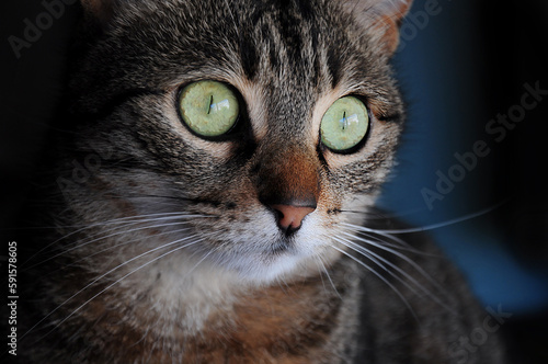 Beautiful green eyed tabby cat © Catsense