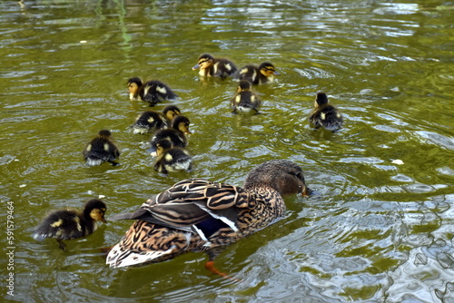 Entenfamilie im Freiburger Stadtgarten photo