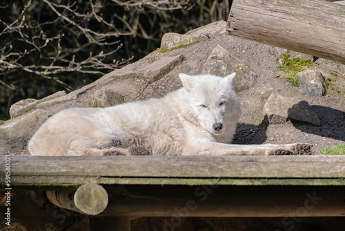 Arctic wolf couple at Servion Zoo