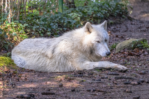 Arctic wolf couple at Servion Zoo