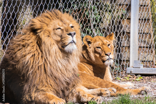 Couple of lions at the zoo basking in the sun