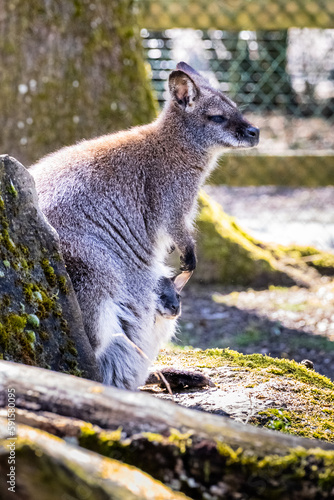 Bennett's Wallaby Family at Servion Zoo