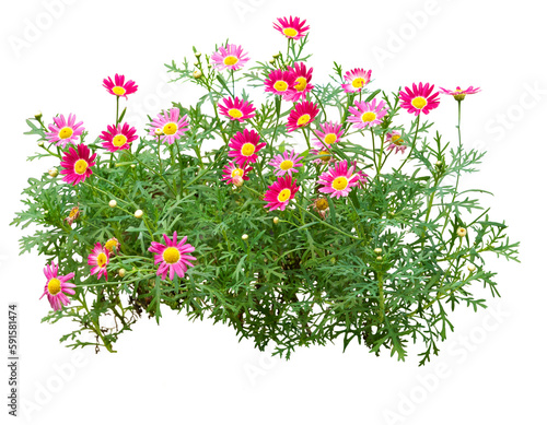 Fototapeta Naklejka Na Ścianę i Meble -  Pink and red flowers isolated on white. PNG file.