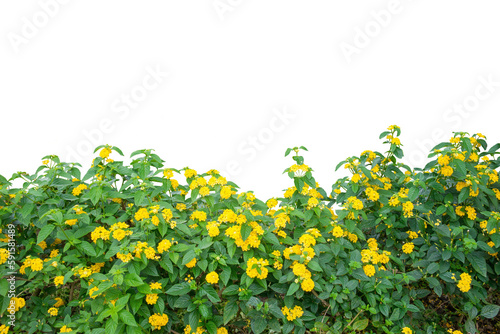 Field of yellow flowers isolated on white. PNG file.
