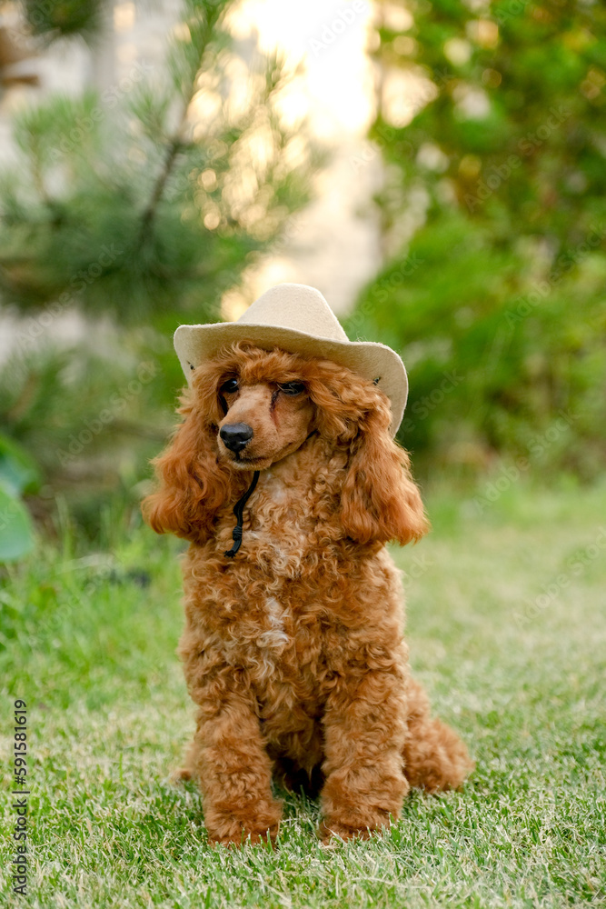 A brown poodle puppy sits in the yard on the grass in the summer in a cowboy hat and scarf. Cowboy poodle costume for Halloween. A brown poodle puppy sits in the yard on the grass in the summer in a cowboy hat and scarf. Cowboy poodle costume for Halloween.