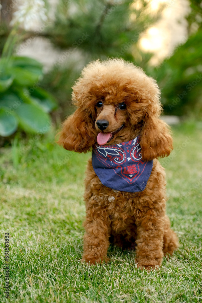 A brown poodle puppy sits in the yard on the grass in the summer in a cowboy hat and scarf. Cowboy poodle costume for Halloween. A brown poodle puppy sits in the yard on the grass in the summer in a cowboy hat and scarf. Cowboy poodle costume for Halloween.
