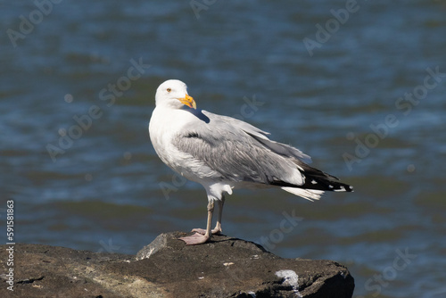 This majestic looking ring-billed seagull was standing on the jetty at the time I look this picture. This shorebird is what you visualize when going to the beach. The pretty grey and white feathers.
