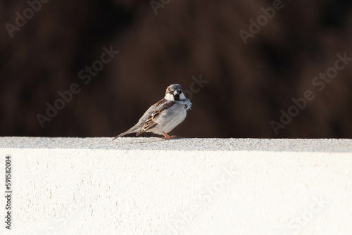 sparrow on a fence